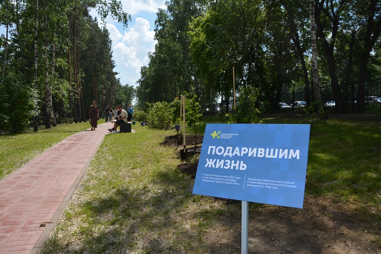 В Новосибирске появилась аллея «Подарившим жизнь» В Новосибирске появилась аллея «Подарившим жизнь»